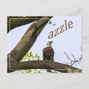 Zazzle Valley Visions Postcard