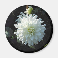 zazzle_white_flower