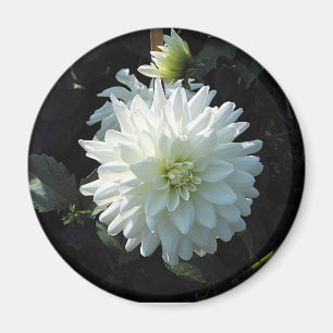 zazzle_white_flower magnet
