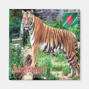 zBD006 The Royal Bengal Tiger, Bangladesh, Asia, Magnet