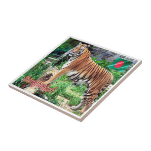 zBD006 The Royal Bengal Tiger, Bangladesh,, Ceramic Tile