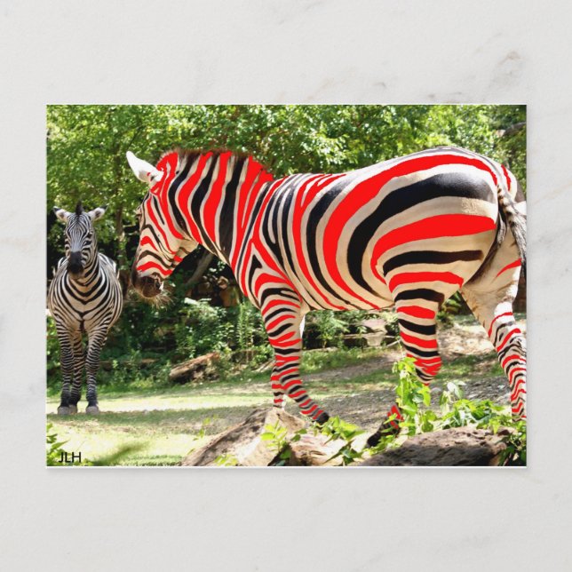 Zebhuh? by JLH Postcard (Front)