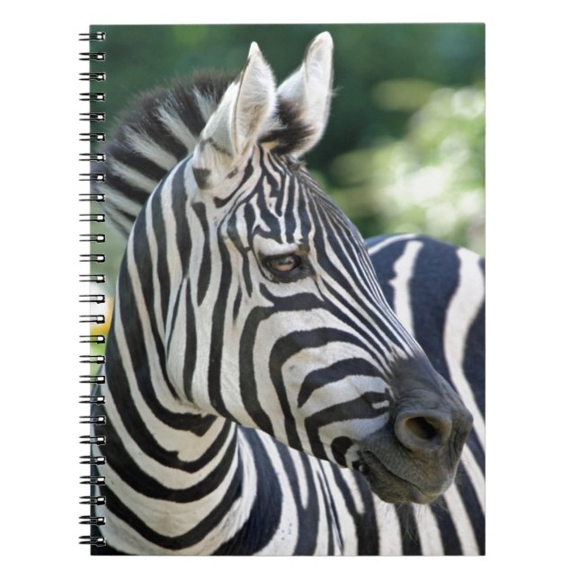 Zebra 001 notebook (Front)