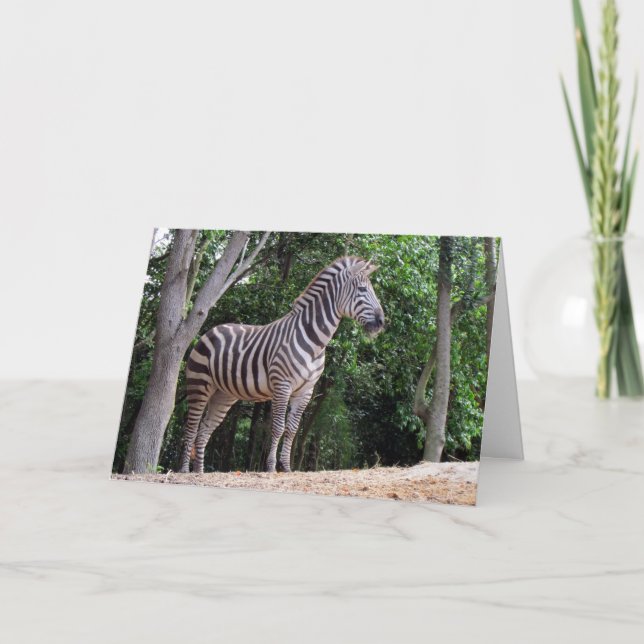 Zebra (1337) - Greeting Card (Front)