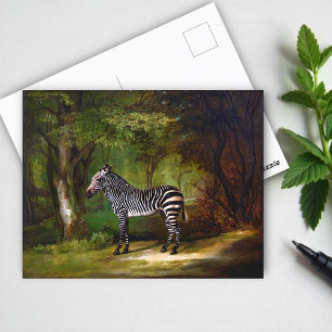 Zebra (1763) painting by George Stubbs Postcard