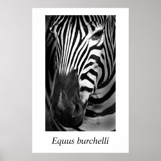 Zebra #1 Equus burchelli Poster (Front)