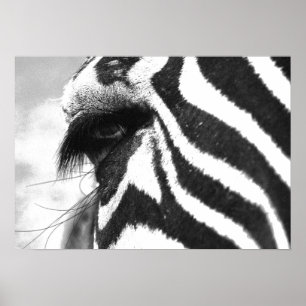 ZEBRA 1 POSTER