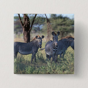 Zebra 2 15 cm square badge