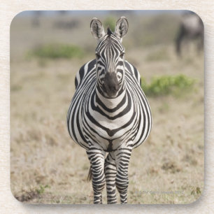 Zebra 2 coaster