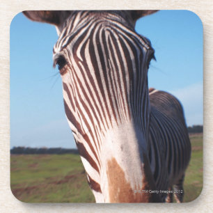 zebra 2 coaster