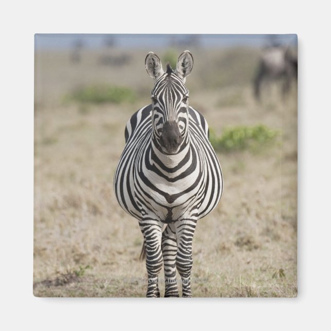 Zebra 2 magnet (Front)