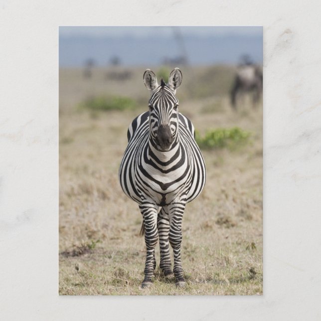 Zebra 2 postcard (Front)