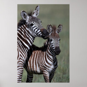 Zebra African Wildlife Poster Print