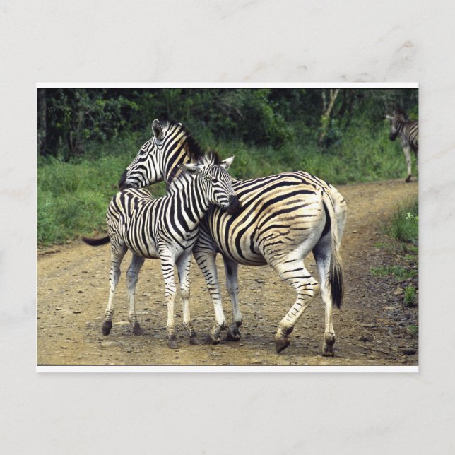 zebra and Baby Postcard (Front)