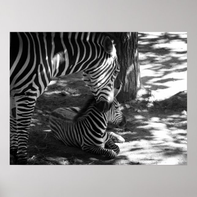 zebra and cub poster (Front)