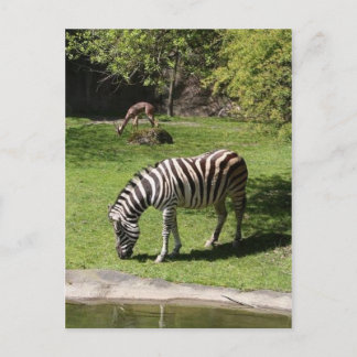 Zebra and Gazelle Postcard