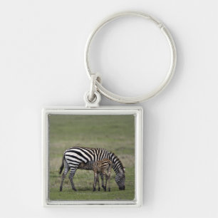 Zebra and nursing foal, Tanzania Key Ring