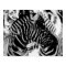 Zebra and Tiger Stripes