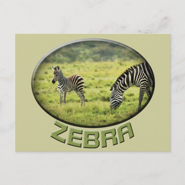 Zebra and zebra foal wildlife safari postcards (Front)