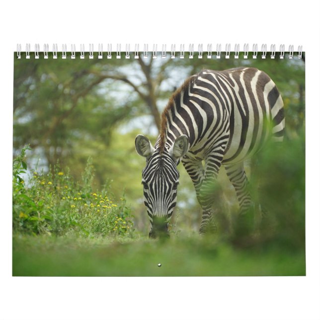 Zebra animal Calendar (Cover)