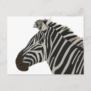 Zebra Animal  Postcard