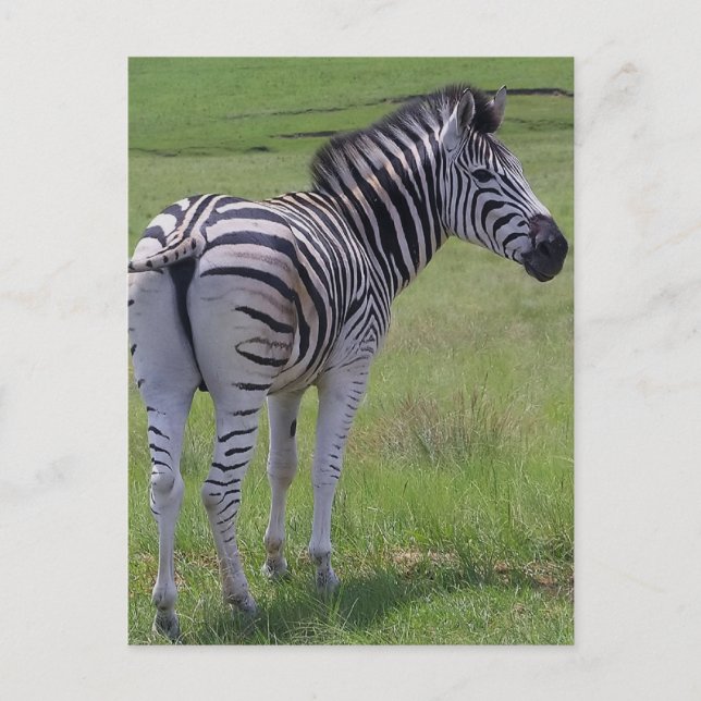 Zebra Attitude  Postcards (Front)
