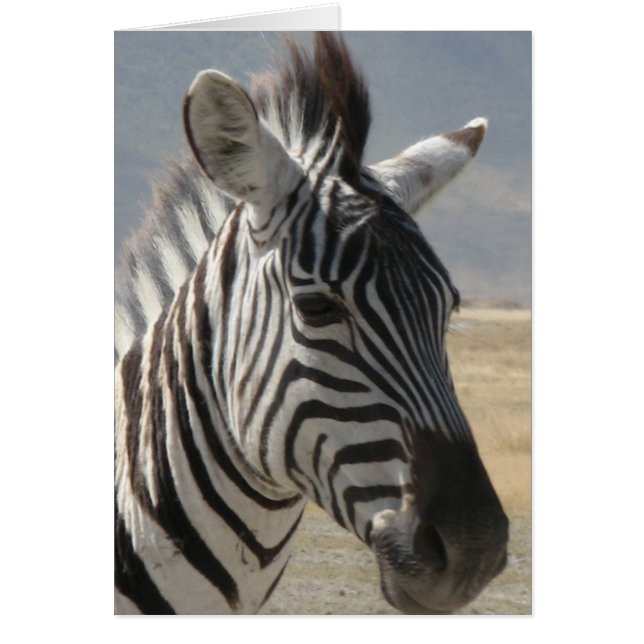 Zebra baby (Front)