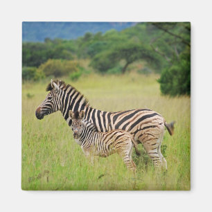 Zebra baby and mum magnet