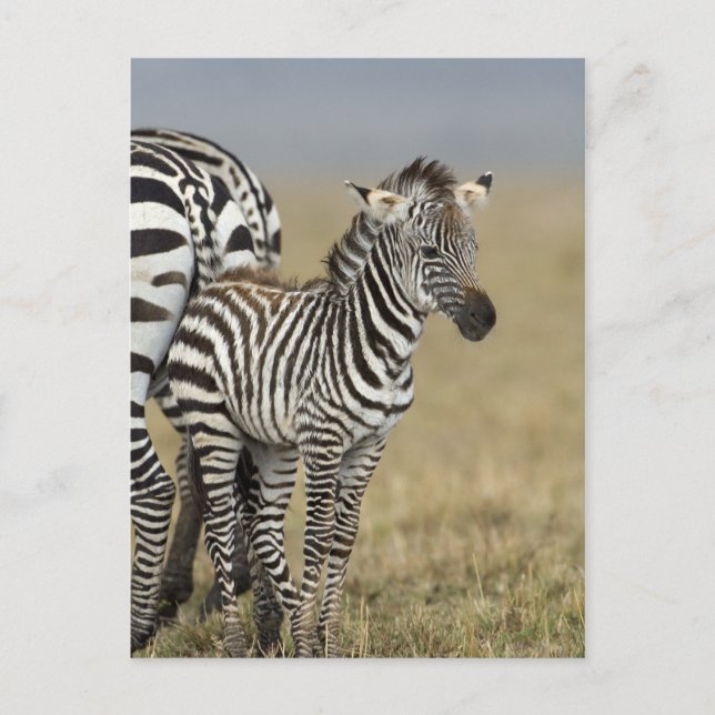 Zebra Baby Postcard (Front)