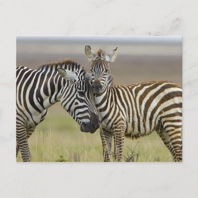 Zebra Baby Postcard (Front)
