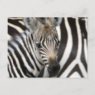 Zebra Baby Postcard