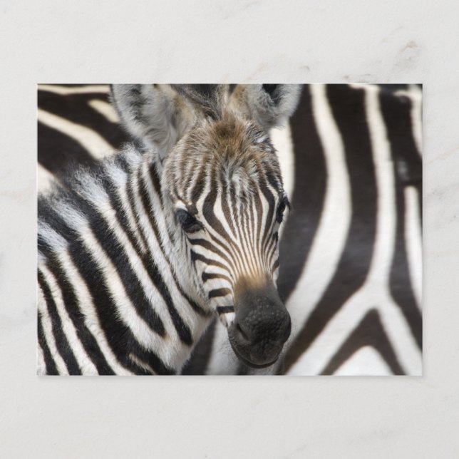 Zebra Baby Postcard (Front)