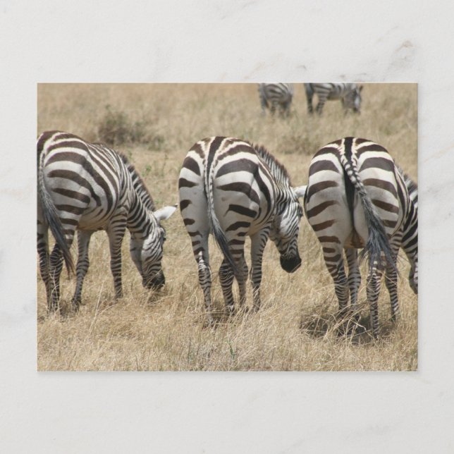 zebra behinds postcard (Front)