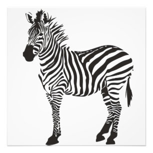 Zebra Black and White Minimalism Photo Print