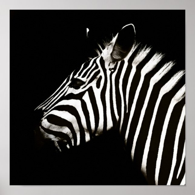 Zebra Black and White Stripes Animal Poster (Front)