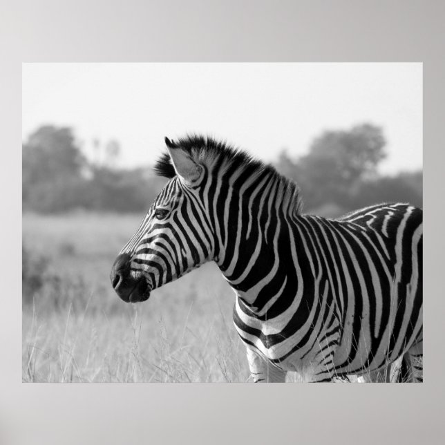 Zebra Black & White Print Poster (Front)