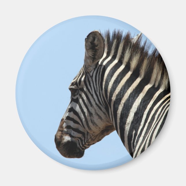 zebra blue magnet (Front)