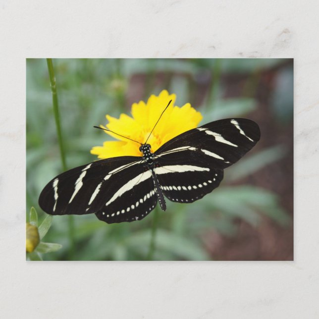 Zebra Butterfly Beauty II Postcard (Front)
