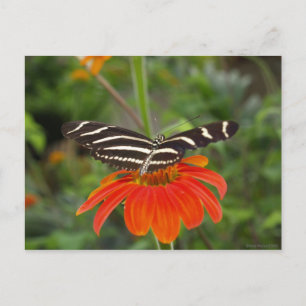 Zebra butterfly Postcard