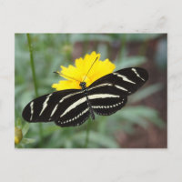 Zebra Butterfly