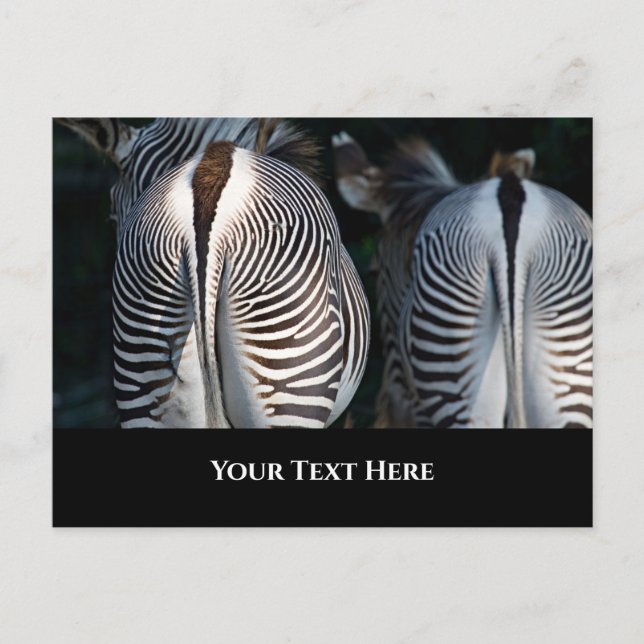 Zebra Butts Funny Wildlife Postcard (Front)
