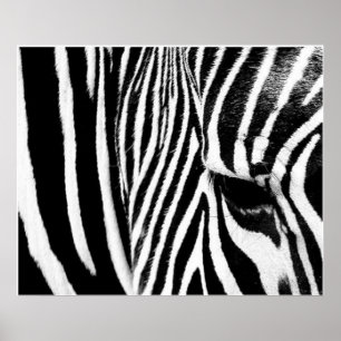 Zebra by tdgallery poster