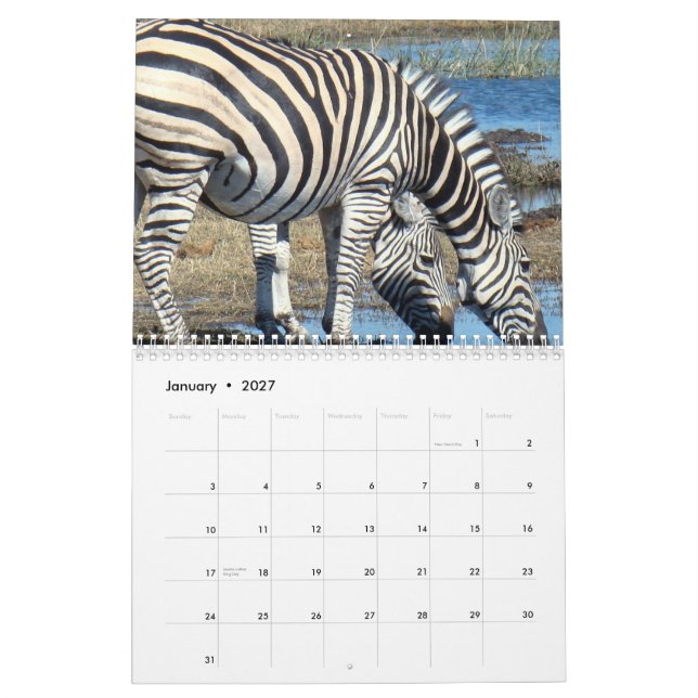 Zebra Calendar (Jan 2027)