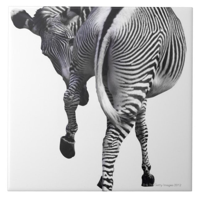 zebra ceramic tile (Front)