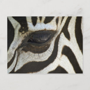 Zebra, Close-up on Eye Postcard