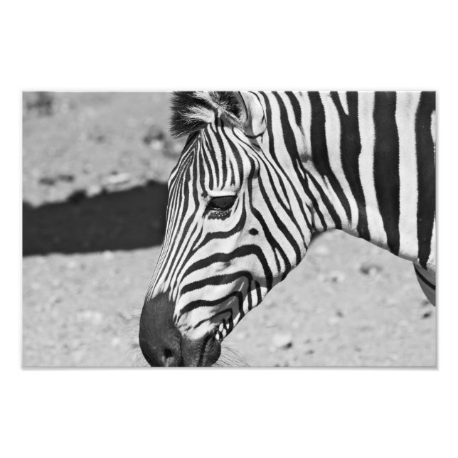 Zebra Close Up Print (Front)