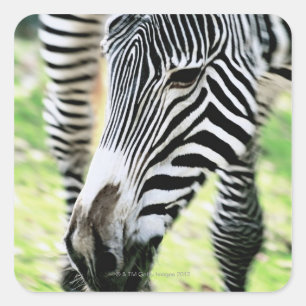 Zebra, close-up, selective focus square sticker