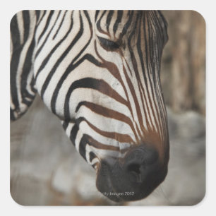 Zebra, close-up square sticker