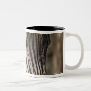 Zebra, close-up Two-Tone coffee mug