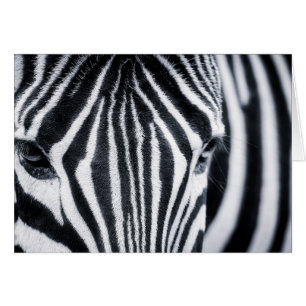 Zebra closeup image